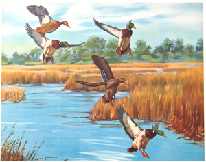 Cernia ducks landing